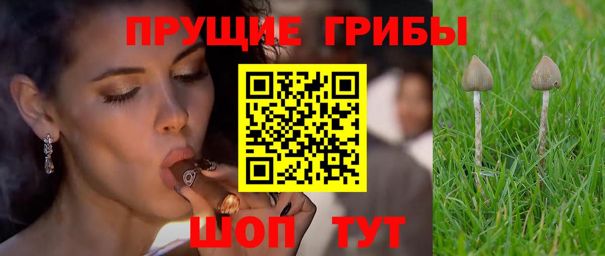 Псилоцибиновые грибы GOLDEN TEACHER Коркино
